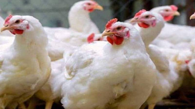 برائلر مرغی کے گوشت کی قیمت میں 38 روپے فی کلو اضافہ، صارفین پریشان