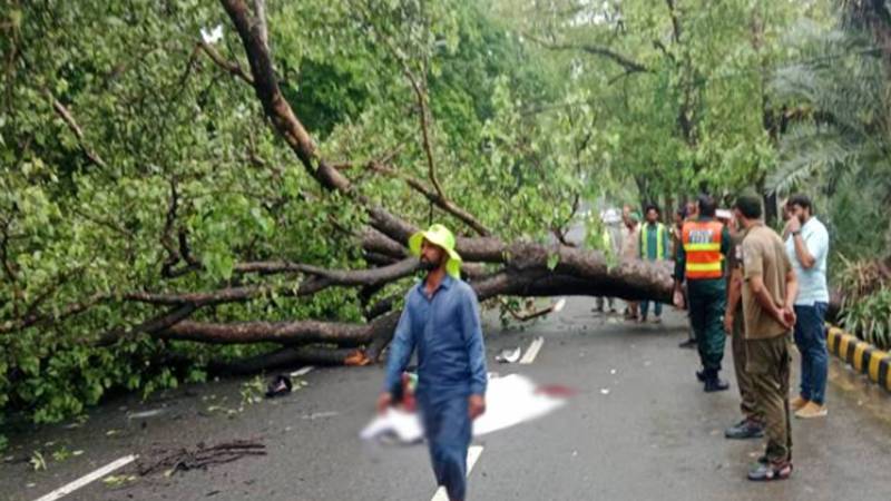 لاہور: ظفر علی روڈ پر درخت گرنے سے راہگیر جاں بحق