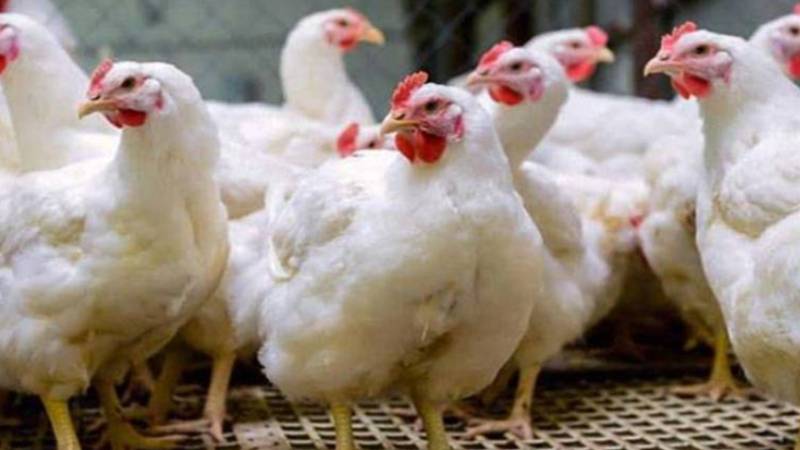 برائلر گوشت کی قیمت میں ایک بار پھر اضافہ، عوام پریشان