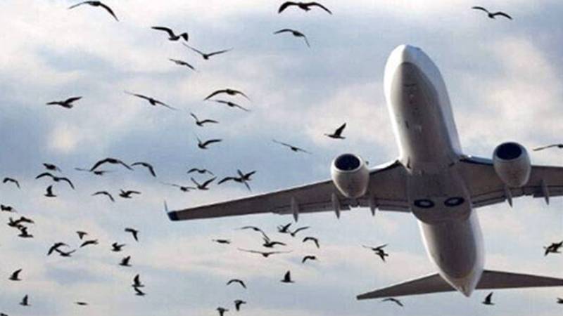 لاہور: فضائی تحفظ کیلئے رنگ فینسنگ کے تحت مختلف علاقے نو برڈ زون قرار، گرینڈ آپریشن جاری