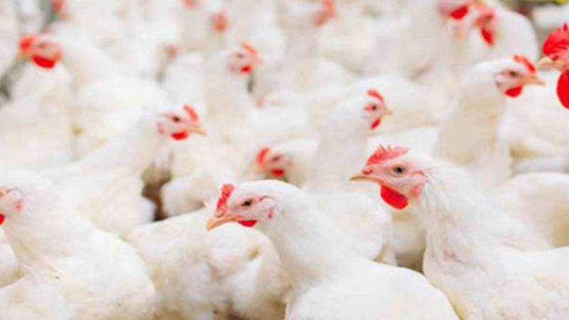 برائلر گوشت 18 روپے فی کلو مہنگا