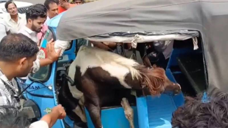 لڑتے گھوڑے کی رکشے میں چھلانگ، 2 افراد زخمی، ویڈیو وائرل