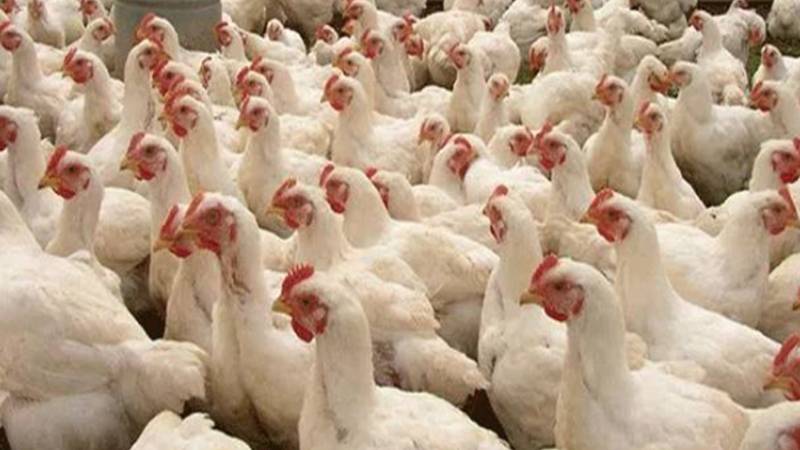 لاہور میں برائلر گوشت کی قیمت میں کمی نہ آسکی، عوامی مطالبات زور پکڑ گئے