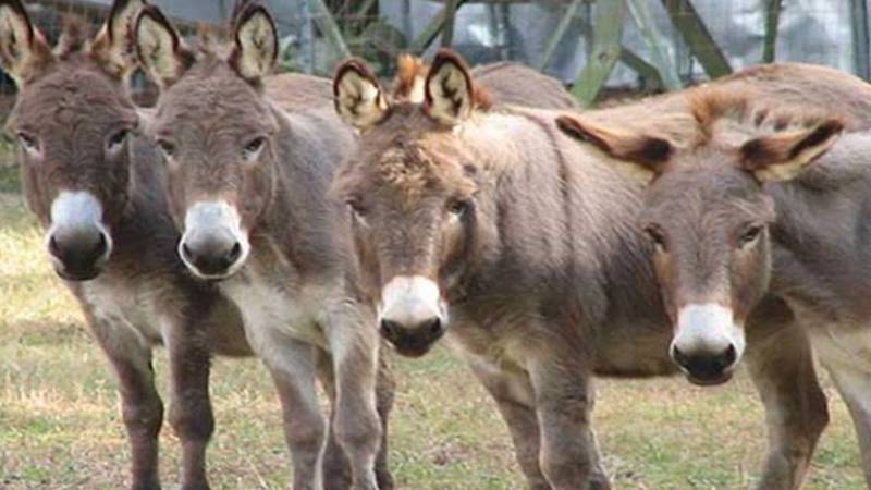 دو چینی کمپنیوں کی پاکستان سے گدھے کے گوشت کی برآمد کی درخواست