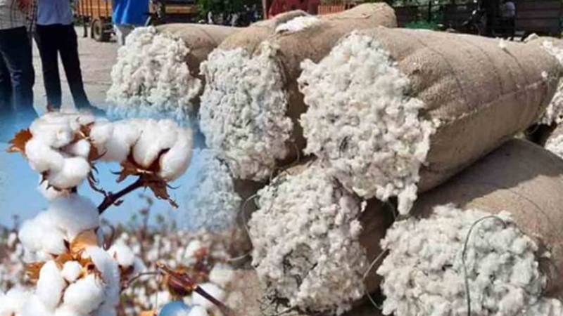 روئی کی قیمتوں میں کمی، فی من نرخ 16 ہزار 500 روپے تک گر گئے