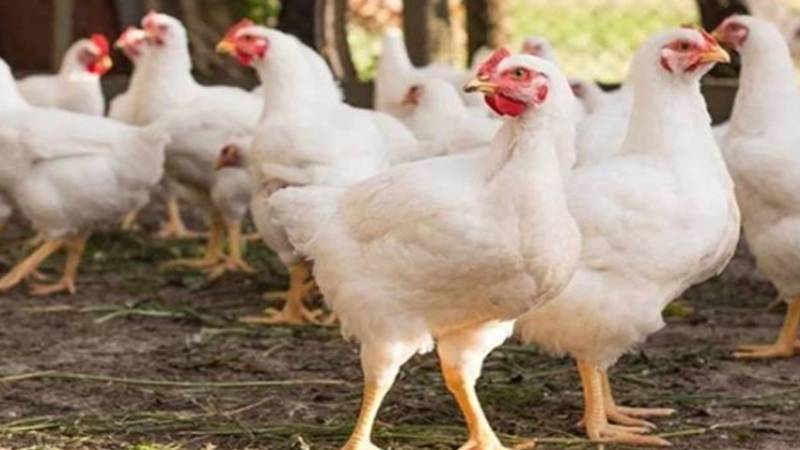 کراچی میں مرغی کی قیمتوں کو پَر لگ گئے، ایک ہفتے میں 60 روپے اضافہ