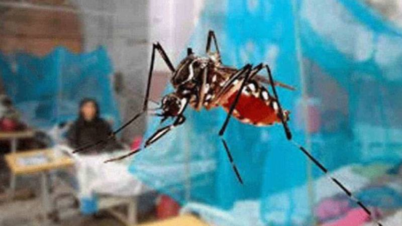 ڈینگی وائرس کے 6 نئے کیسز رپورٹ، شہر میں خدشات برقرار