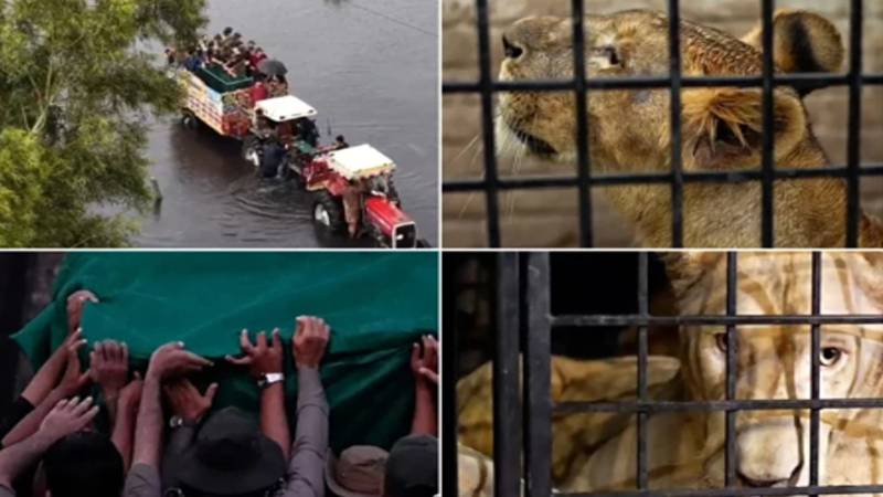 لاہور: سیلابی پانی میں پھنسے چھ شیر واٸلڈ لائف رینجرز نے کامیابی سے ریسکیو کر لیے