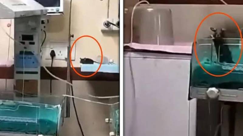 چوہوں نے اسپتال میں نومولود کو کاٹا، ایک بچے کی موت، دوسرا وینٹی لیٹر پر