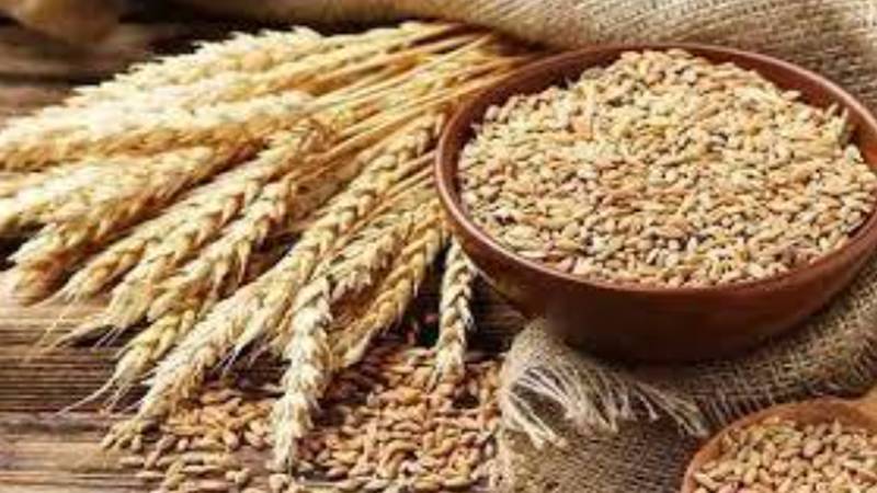 پنجاب: ذخیرہ اندوزی کے خلاف کارروائی کے بعد گندم کی قیمت میں 800 روپے فی من کمی