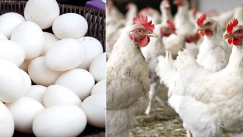برائلر گوشت کی قیمت میں کمی، فی کلو 482 روپے مقرر، انڈے 305 روپے فی درجن فروخت
