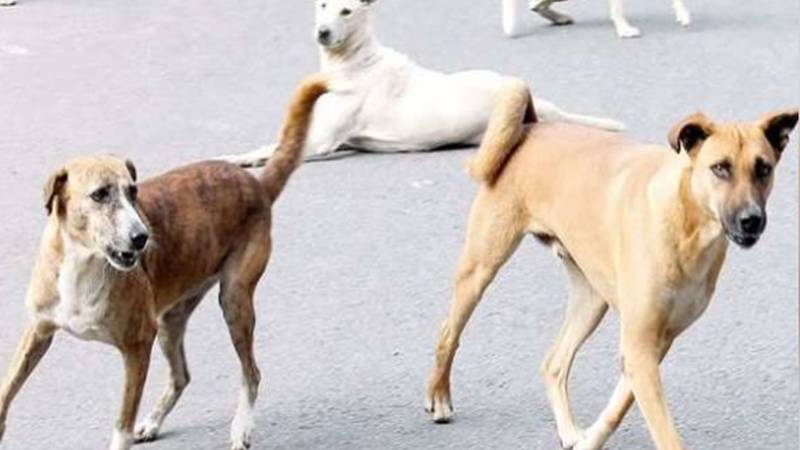 شکرگڑھ: خاتون پر کتوں کا حملہ، شدید زخمی