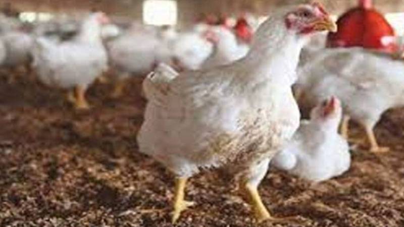 برائلر گوشت 8 روپے مہنگا، نیا ریٹ 490 روپے فی کلو