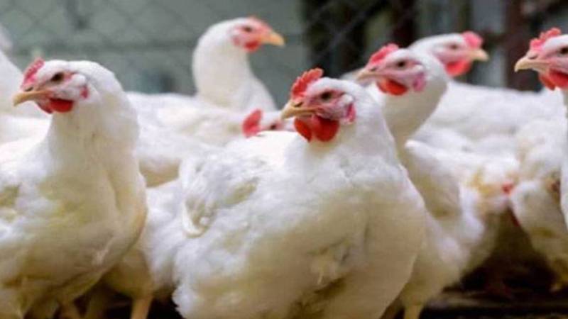 برائلر گوشت 7 روپے فی کلو سستا، اوور چارجنگ بدستور جاری