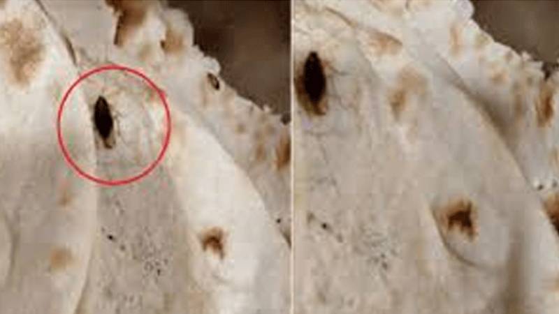 پارلیمنٹ ہاؤس میں کھانے سے کاکروچ نکلنے پر ارکان اسمبلی میں ہنگامہ