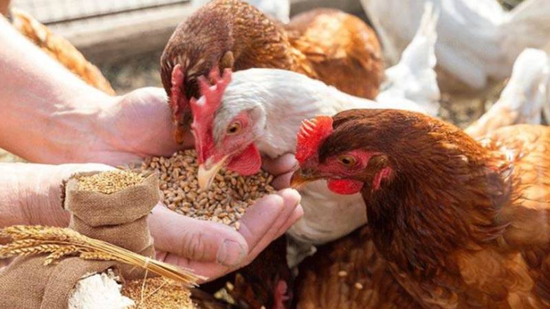 پنجاب بھر میں فیڈ ملز میں گندم کے استعمال پر پابندی، دفعہ 144 نافذ
