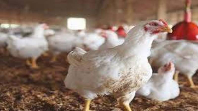 برائلر گوشت کی قیمت میں ایک بار پھر اضافہ