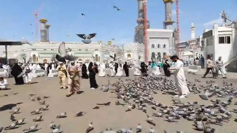 مسجد الحرام اور مسجد نبوی کے اطراف کبوتروں کو دانا کھلانے پر پابندی، خلاف ورزی پر 1 ہزار ریال جرمانہ