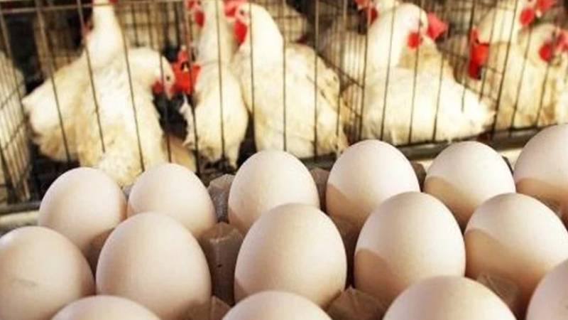 برائلر گوشت کی قیمت میں مسلسل اضافہ، دو روز میں 24 روپے فی کلو مہنگا, انڈوں کے نرخ بھی بڑھ گئے