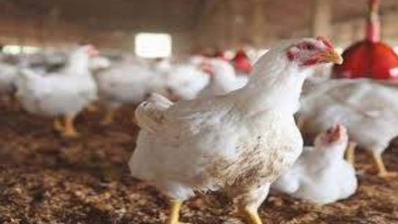 لاہور میں برائلر گوشت کی قیمتوں میں ایک بار پھر اضافہ