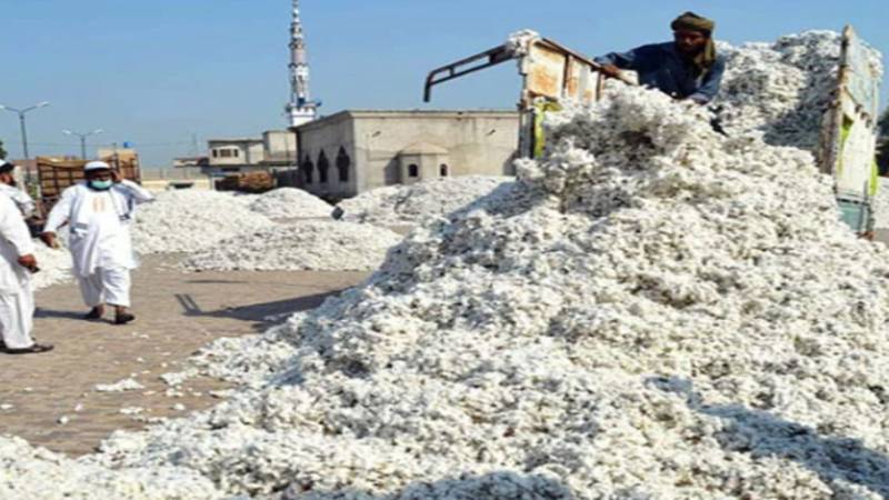 کپاس کی پیداواری کمی کے مزید امکانات کا امکان