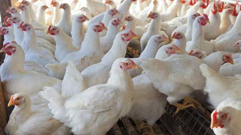 برائلر گوشت کی قیمت میں غیر متوقع کمی، صارفین کے لیے خوشخبری