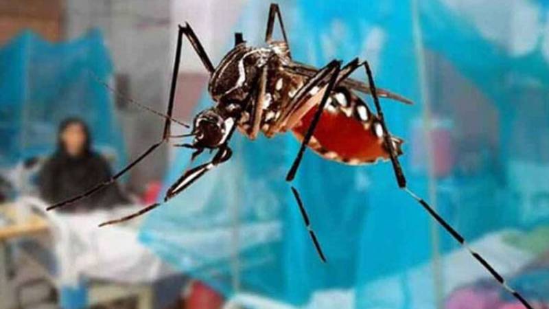لاہور میں ڈینگی کے نئے کیسز، مجموعی تعداد 457 تک پہنچ گئی