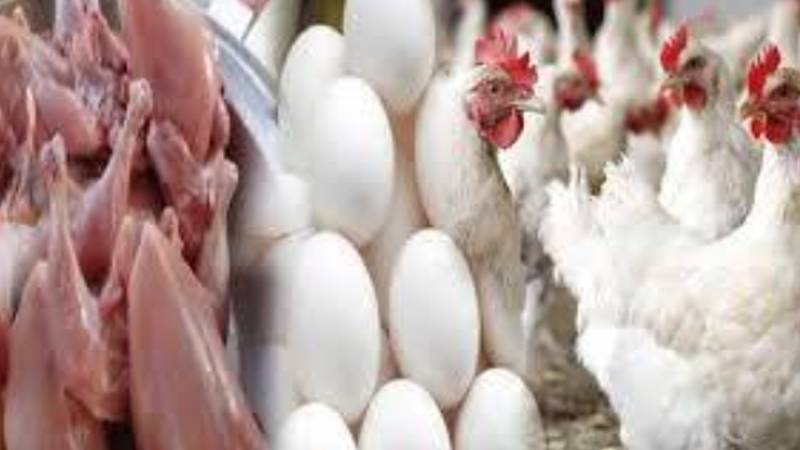 برائلر گوشت اور انڈوں کی قیمتیں مستحکم، اوور چارجنگ جاری