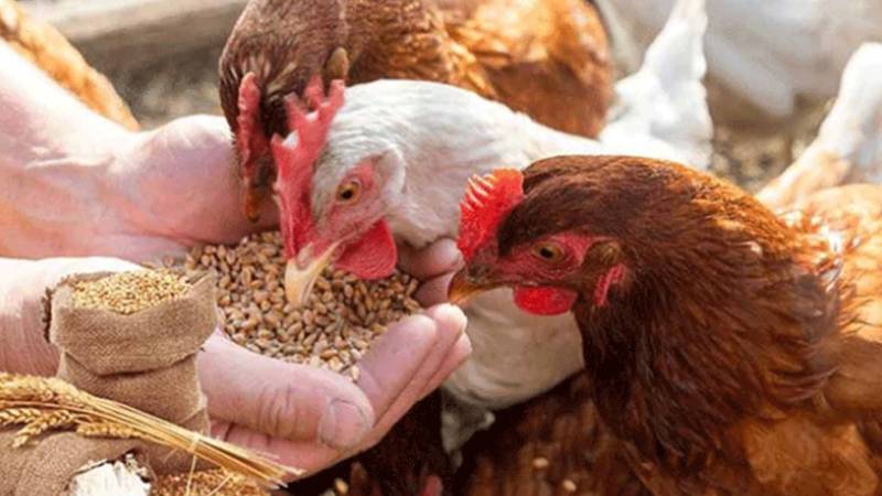 پنجاب میں گندم کی قلت کے خدشات کے پیش نظر فیڈ ملز میں استعمال پر پابندی میں 30 روز کی توسیع