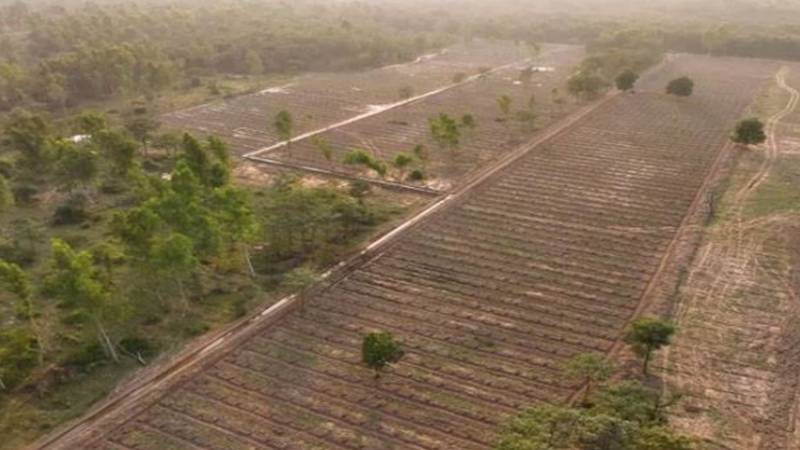 لاہور میں اسموگ کے خلاف محکمہ جنگلات کی 10 ہزار درخت لگانے کی مہم