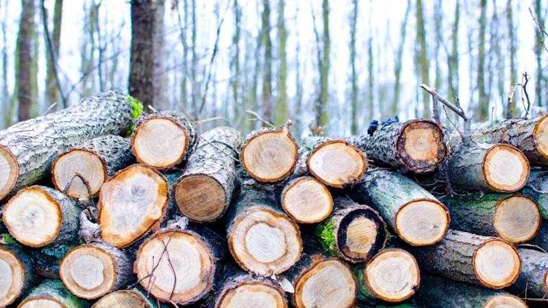 ملک کی تاریخ کا سب سے بڑا جرمانہ، لکڑی اسمگلنگ میں ملوث شخص کو سزاسنادی گئی