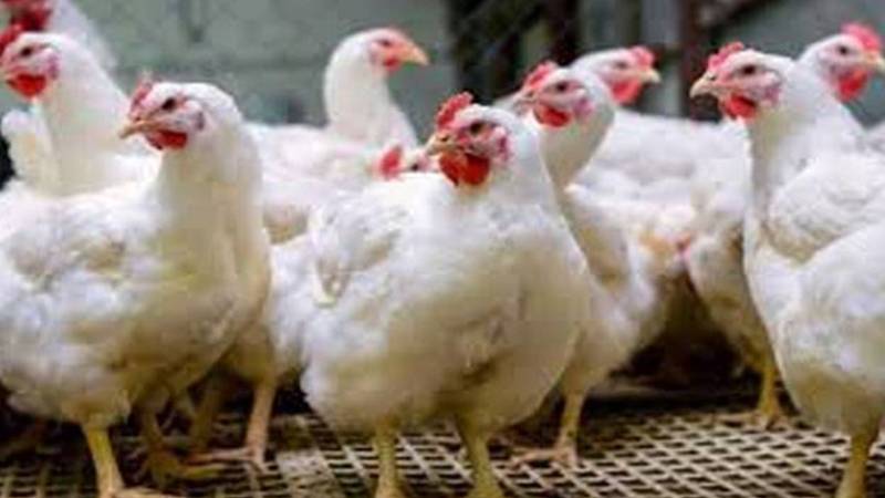 لاہور میں برائلر گوشت مہنگا