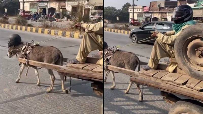 گدھے نے بھی چالان سے بچنے کے لیے ہیلمٹ پہن لیا، سوشل میڈیا پر وائرل مزاحیہ ویڈیو