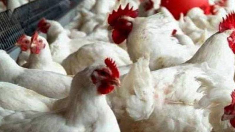 کرسمس پر گراں فروش، سرکاری نرخ سے زیادہ قیمتیں وصولی کا سلسلہ جاری