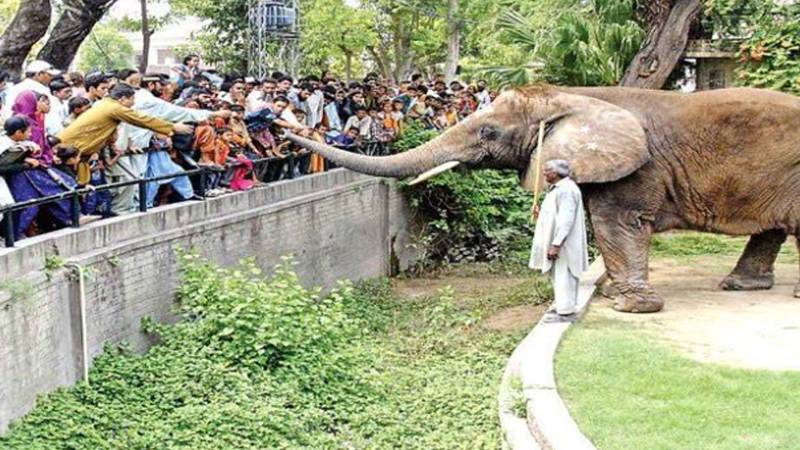 لاہور چڑیا گھر کرسمس پر خوشیوں کا مرکز، شہریوں نے لطف اٹھایا