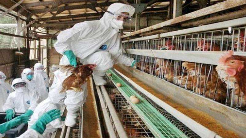 جاپان میں برڈ فلو کا ایک اور کیس، لاکھوں مرغیوں کو تلف کرنے کا فیصلہ