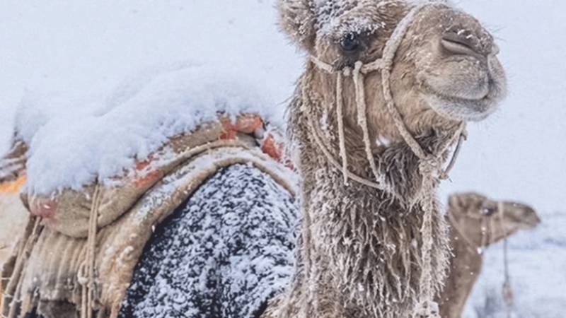 سعودی عرب میں 17 سال پرانا سردی کا ریکارڈ ٹوٹ گیا