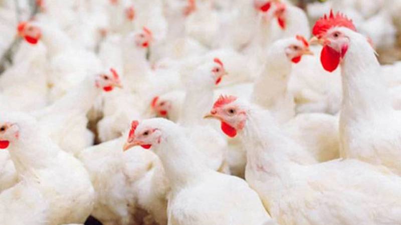 شہر میں برائلر مرغی کے گوشت کی قیمتیں بڑھ گئیں، شہری متاثر