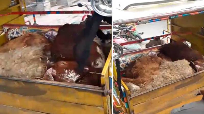 لاہور: کینال روڈ سے مردہ بکرے برآمد، مردہ گوشت کی غیر قانونی سپلائی جاری
