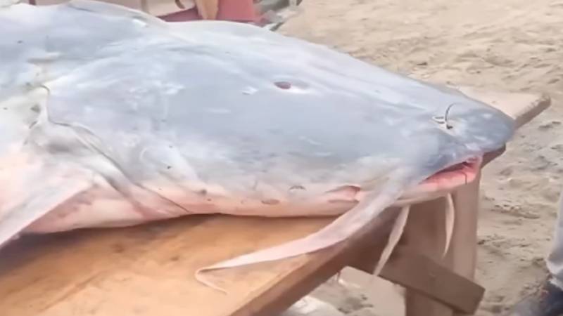 شکرگڑھ: دریائے راوی سے 65 کلو وزنی مچھلی پکڑی گئی
