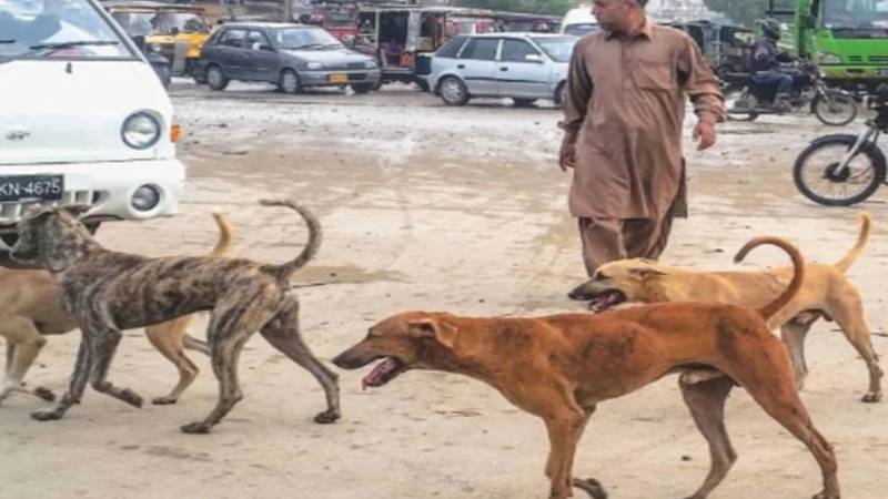 کراچی: 5 دنوں میں آوارہ کتوں کے حملوں سے 300 افراد متاثر، شہریوں میں تشویش بڑھ گئی
