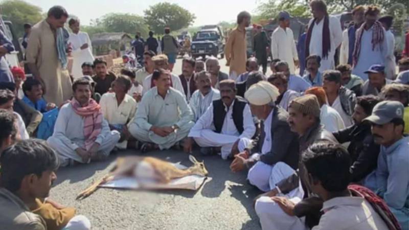 ننگرپارکر میں نایاب ہرنوں کا غیرقانونی شکار، علاقہ مکینوں کا احتجاج