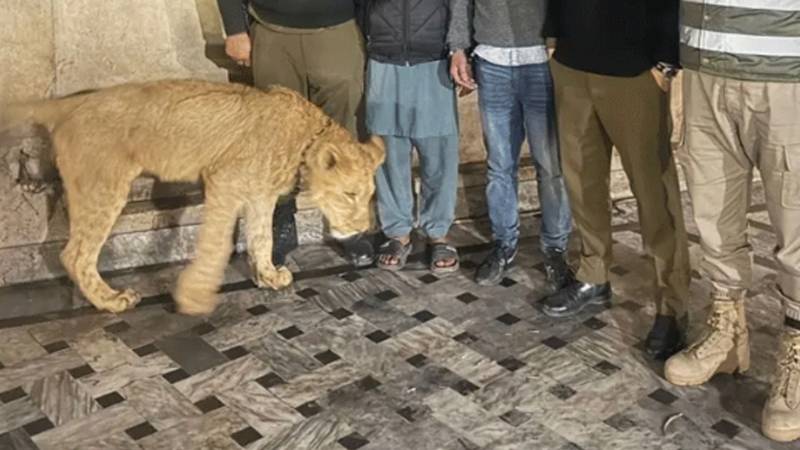لاہور: سبزہ زار میں پالتو شیر کے حملے میں 8 سالہ بچہ بازو سے محروم