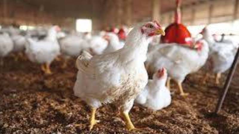 لاہور: برائلر مرغی کے گوشت کی قیمت میں 22 روپے فی کلو اضافہ، نئی قیمت 533 روپے مقرر