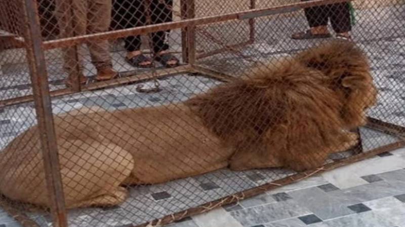 لاہور: غیر قانونی جنگلی جانور رکھنے والوں کے خلاف کریک ڈاؤن، 26 شیر برآمد