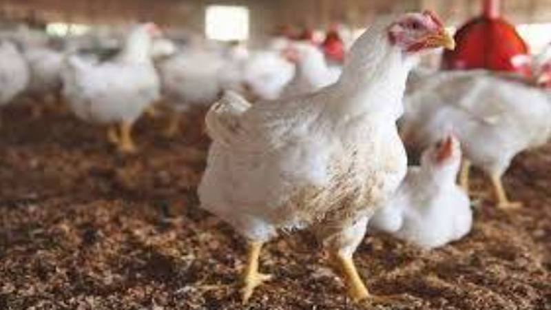 برائلر گوشت کی قیمت میں اضافہ