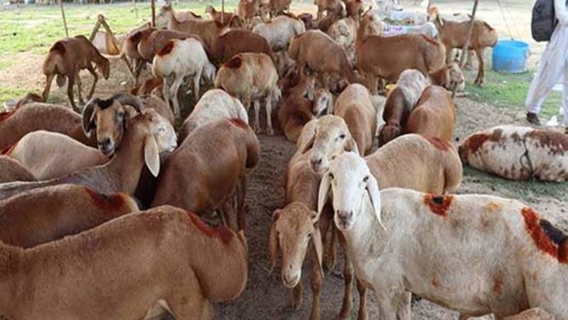 سیالکوٹ: ٹرین کی زد میں 50 مویشی ہلاک