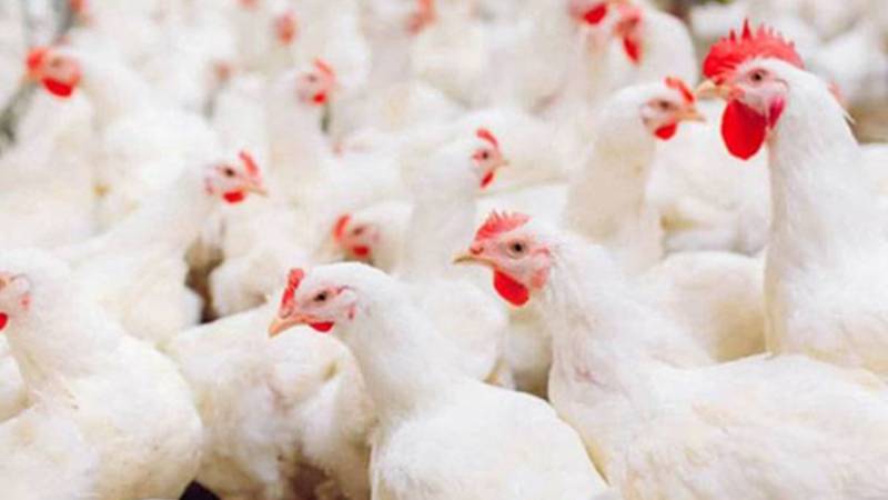 عید کے قریب گوشت کی قیمتوں میں اضافہ، برائلر 526 روپے فی کلو تک پہنچ گیا