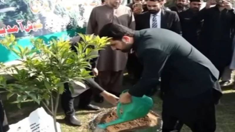 عمران خان کے ویژن کے تحت وزیراعلیٰ کےپی نے شجر مہم کا آغاز کر دیا