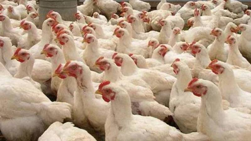 شہر میں مرغی کی قیمتیں مزید بڑھ گئیں، شہری پریشان